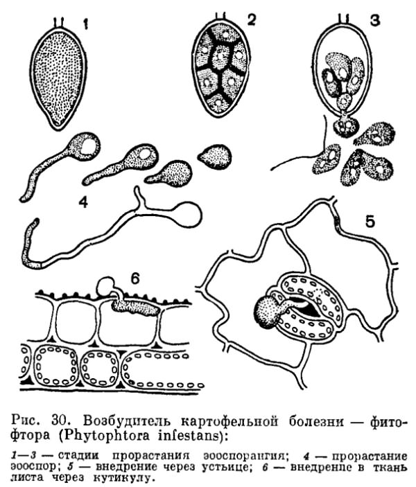 Păstorii de Phytophthora