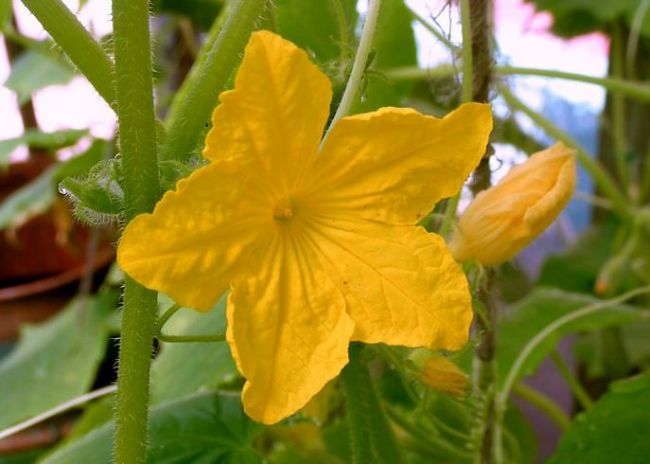 Cucumbers crunchy bed fotografie, recenzii, descriere, valoarea unui soi, cultivare, video