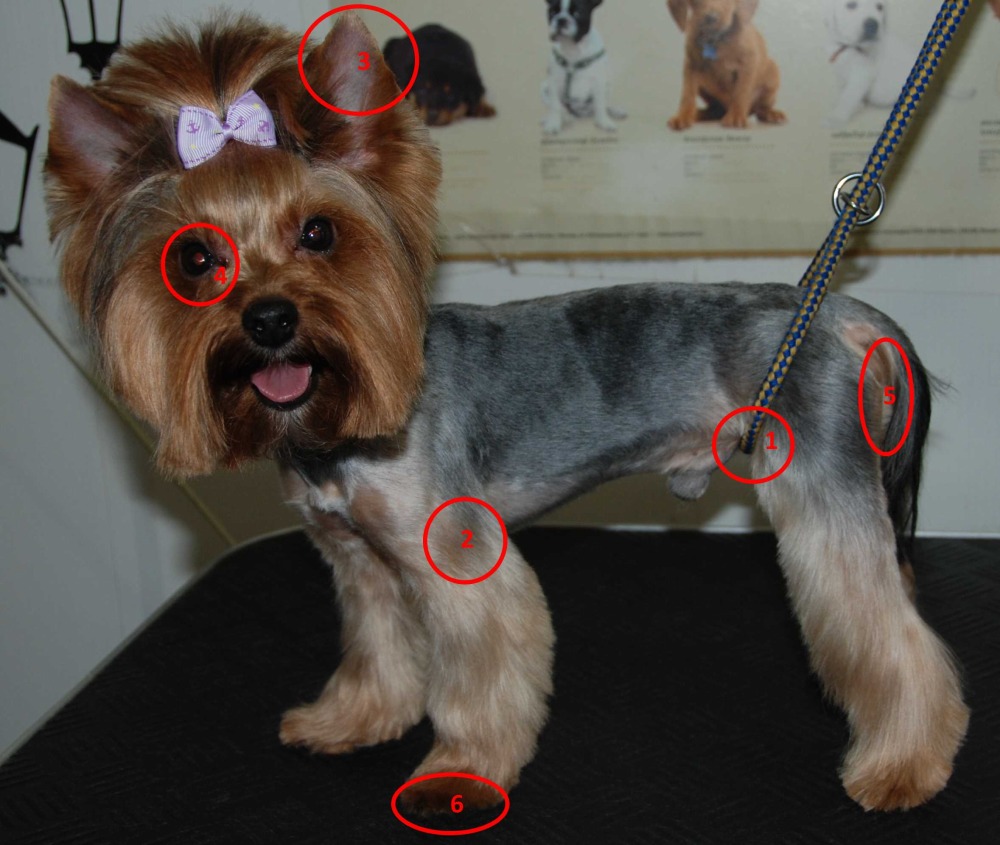 Небезпечні місця йорка при стрижки - можна порізати собаку