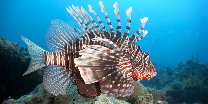 Небезпечні риби червоного моря отруйні мешканці глибин