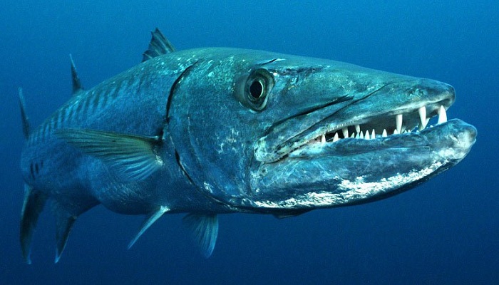 Небезпечні риби червоного моря отруйні мешканці глибин
