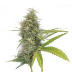 Descrierea soiului afghan kush, med cannabis