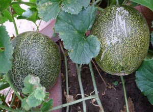 Descrierea proprietăților, debarcare și recenzii ale grădinarilor despre Melon Altai