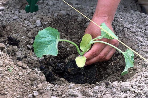 Tulajdonságok, leszállás és értékeléseket dinnye termelők Altai