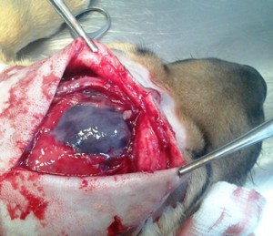 Tumori ale creierului la câini - servicii veterinare