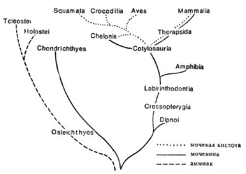 Organele de excreție și metabolismul apei-sare a reptilelor