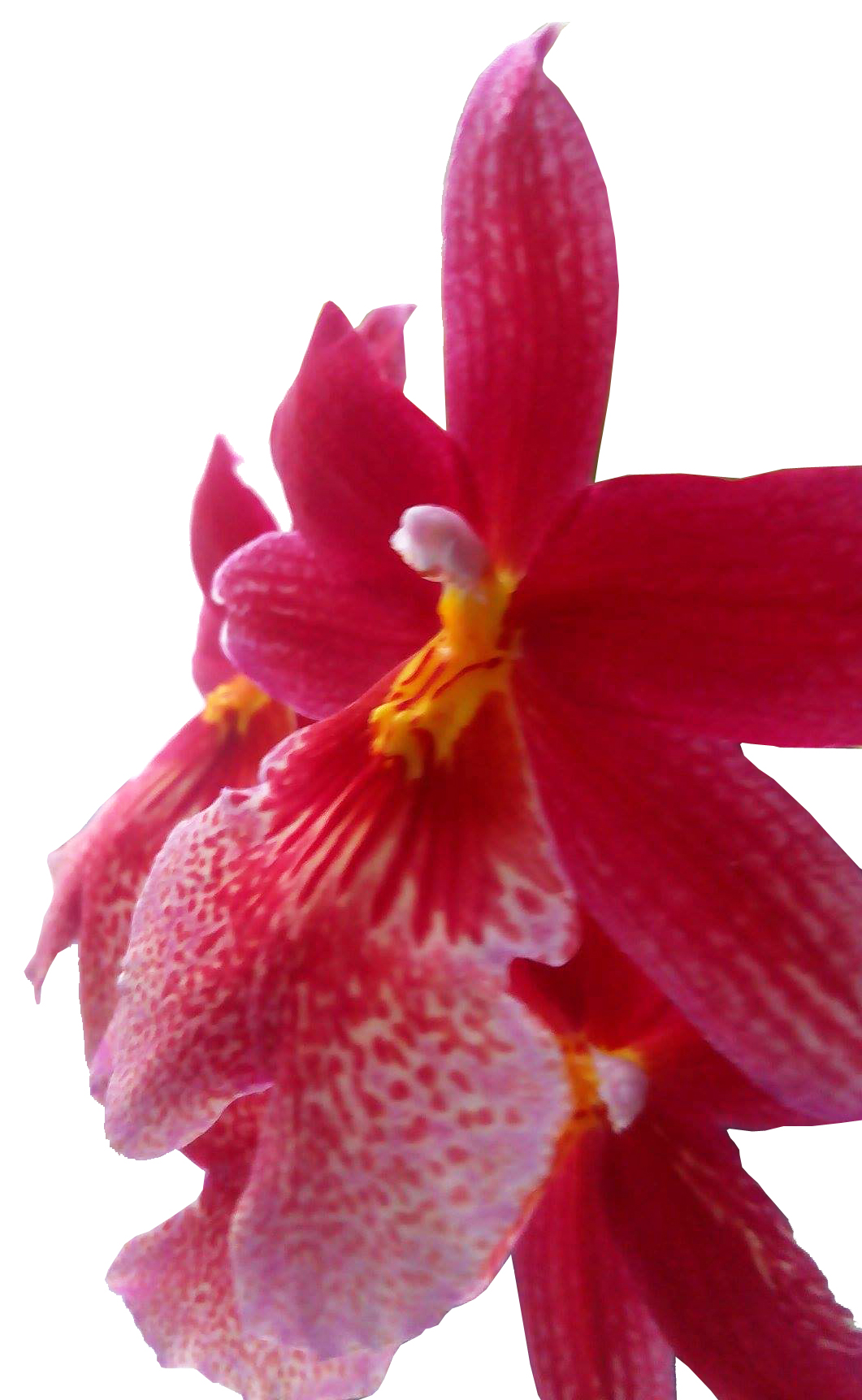 Orhideea Cumbrian