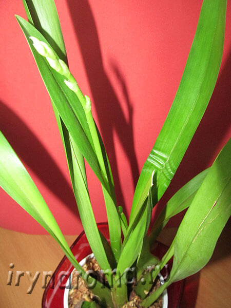 Орхідея Камбрія - догляд в домашніх умовах, аромати і квіти для здоров'я-краси