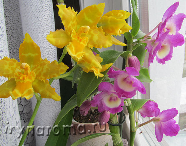 Orchid Cumbria - otthoni gondozás, illatok és színek a egészségügyi szépség