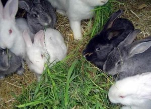 Elementele de bază ale iepurilor de reproducere din gospodărie