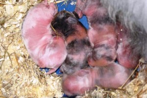 Elementele de bază ale iepurilor de reproducere din gospodărie