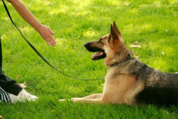 Основні команди для собак список і як навчити виконання жестами в процесі дресирування