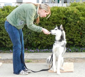 Alapvető parancsok kutyák és egy listát, hogyan kell tanítani végrehajtásának gesztusok a folyamat a képzés