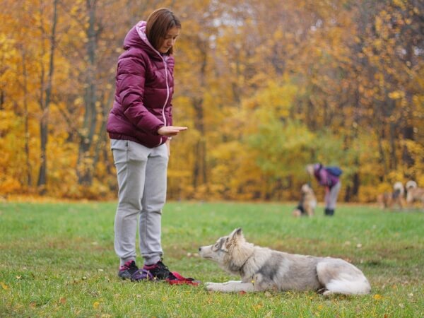 Comenzile de bază pentru lista de câini și modul de predare a punerii în aplicare a gesturilor în procesul de formare