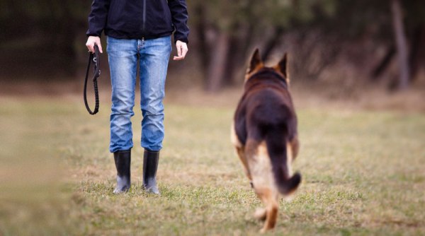 Comenzile de bază pentru lista de câini și modul de predare a punerii în aplicare a gesturilor în procesul de formare