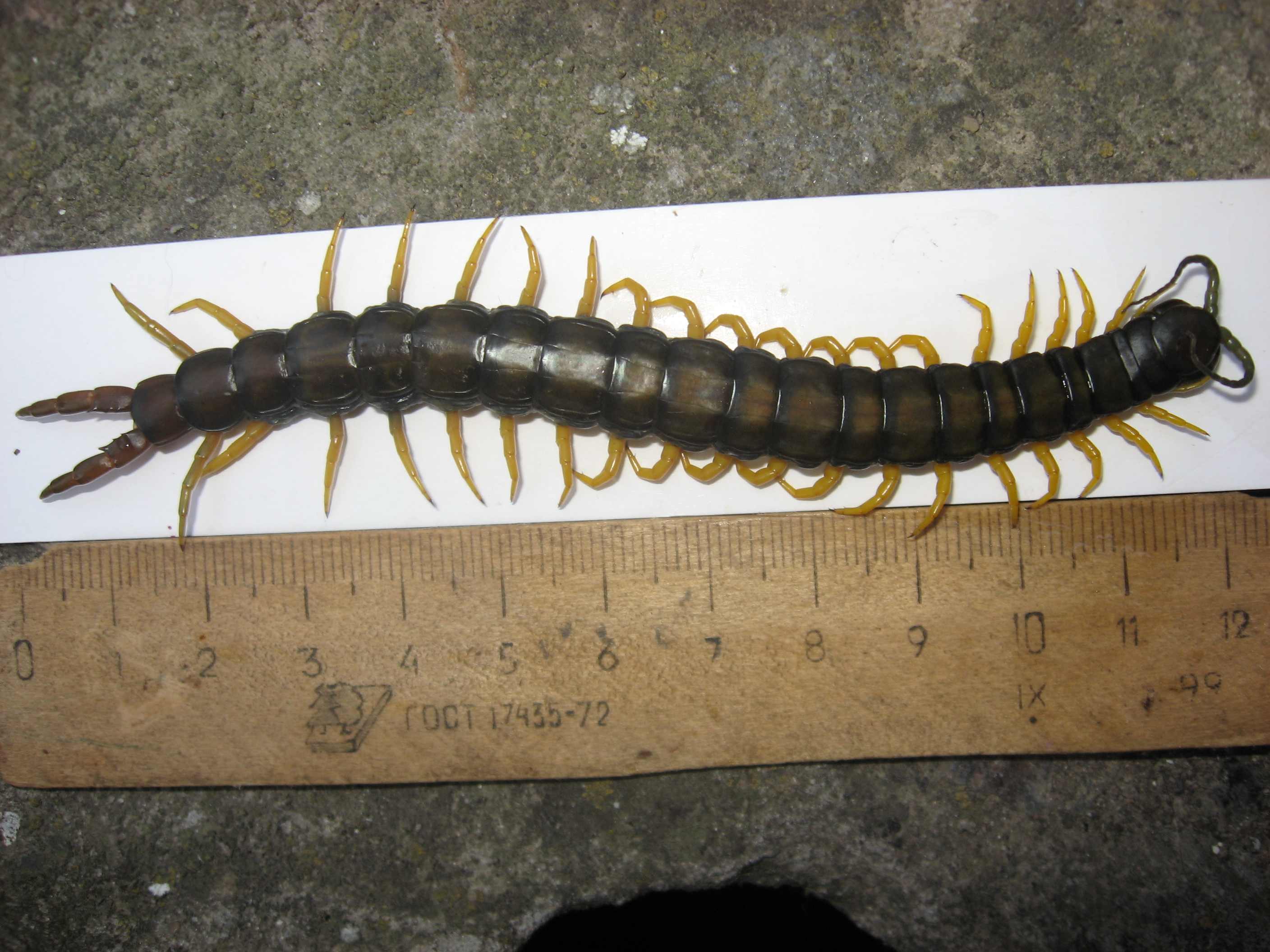 Cu grijă, scholopendra!