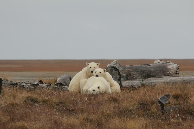 Island White kitakarította mint az önkéntesek dolgoznak az Arctic - az Arctic ma