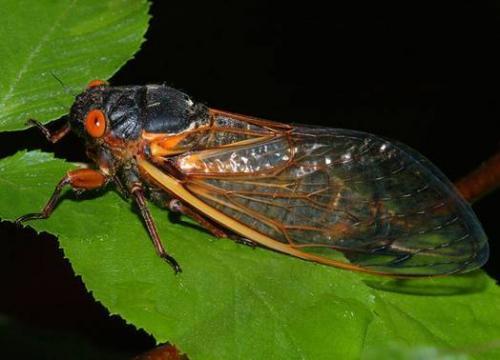 De ce insectele mor, cu excepția faptului că sunt mâncate?