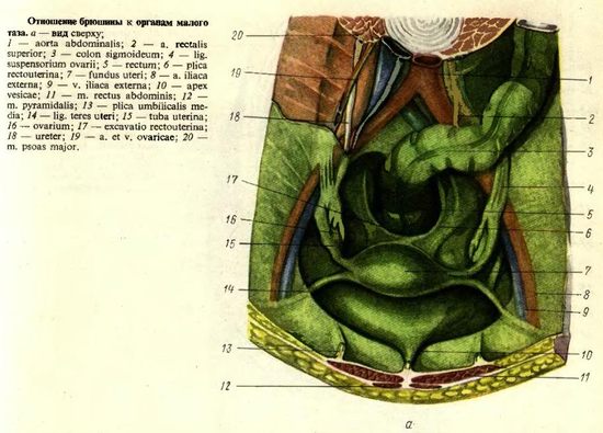 Ставлення очеревини до органів малого таза у жінок