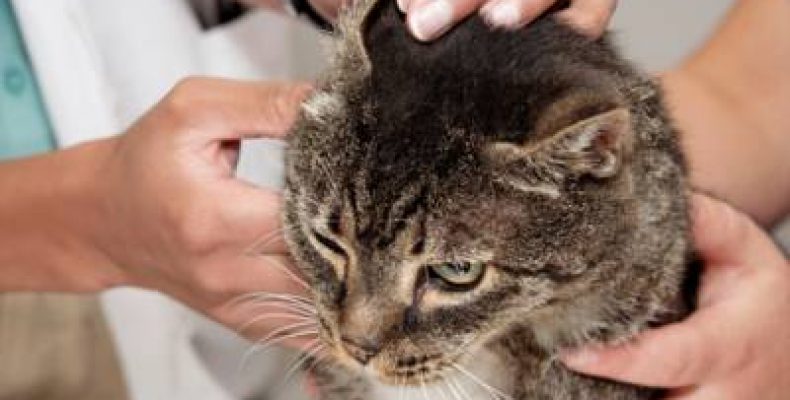 Отодектоз у кішок як лікувати