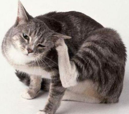 Отодектоз у кішок як лікувати