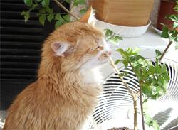 Отруєння кішок рослинами