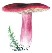 Отруєння грибами, наука і життя