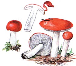 Отруєння грибами, наука і життя