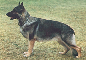 Sheepdog Sheepdog rase sau specii și caracteristici ale acestei rase