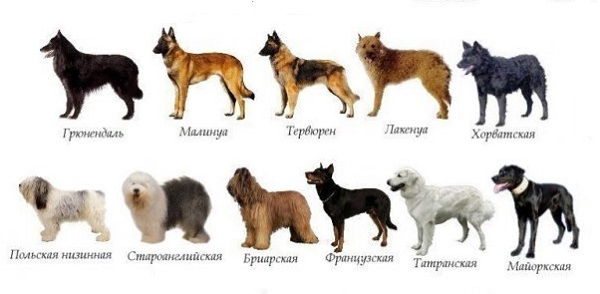 Sheepdogs specii de roci, fotografii, nume, Germania, Asia, caucazian