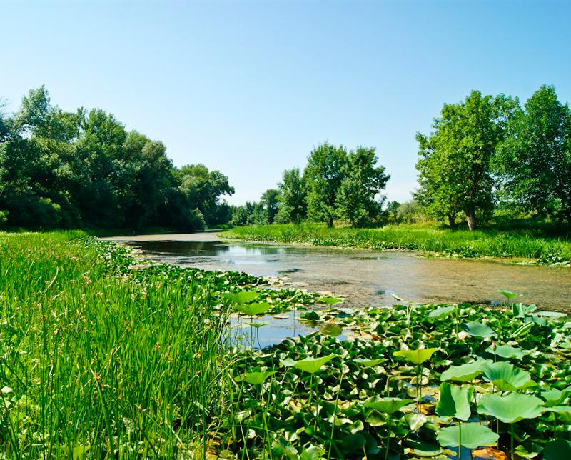 Lacul de lotuși, călător