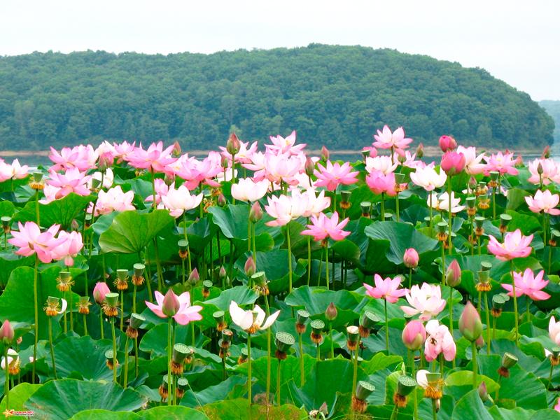 Lacul de lotuși, călător