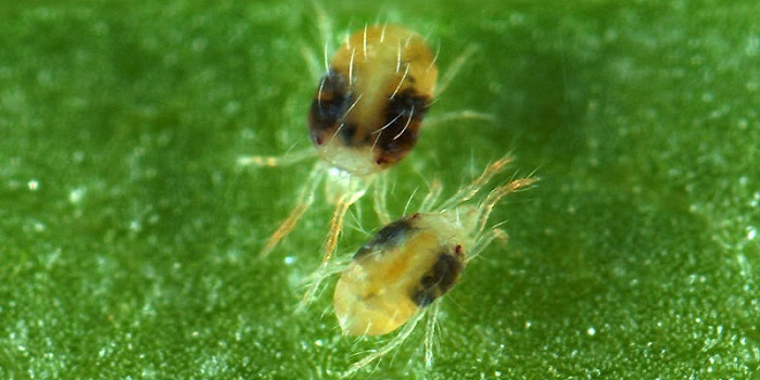 Spider acarian pe plante de interior cum să lupte