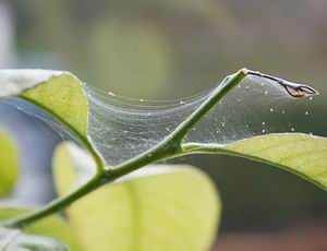 Павутинний кліщ на кімнатних рослинах як позбутися від шкідників