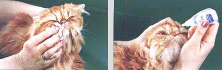Персидська кішка щоденний груммінг - породи кішок