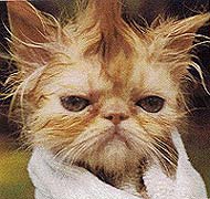 Персидська кішка щоденний груммінг - породи кішок