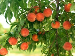 Персик опис, склад і користь