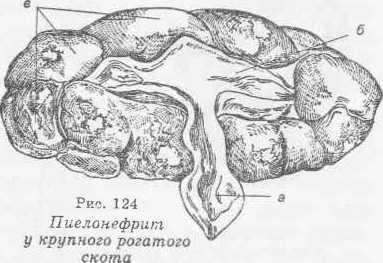 Пієлонефрит - pyelonephritis, безкоштовні курсові, реферати, дипломні роботи