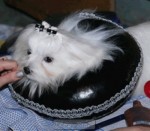 Пиллоу - подушки для королівських собак