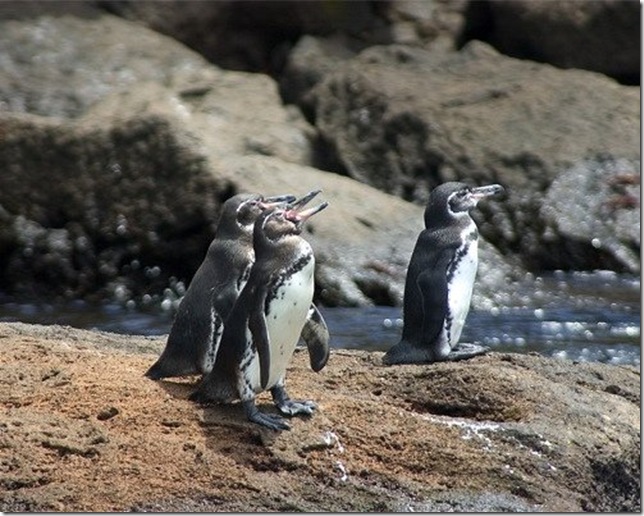 Penguins - szokatlan madarak