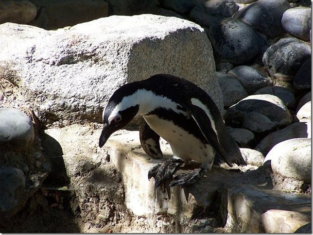 Pinguinii sunt păsări neobișnuite