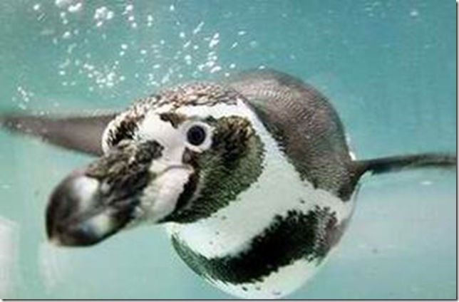 Pinguinii sunt păsări neobișnuite