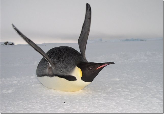Penguins - szokatlan madarak