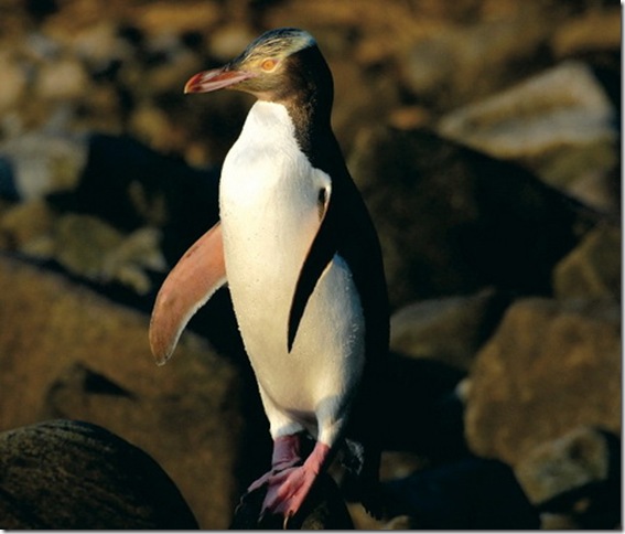 Pinguinii sunt păsări neobișnuite