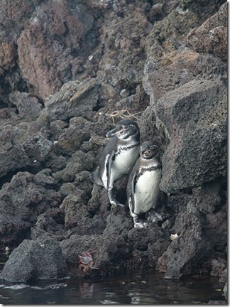 Penguins - szokatlan madarak