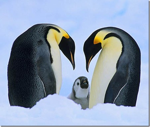 Pinguinii sunt păsări neobișnuite