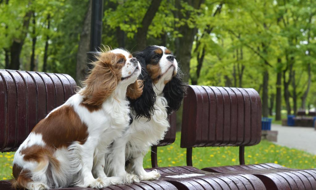 Canini de câini și pisici din Minsk