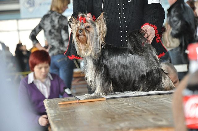 Kennel kutyák és macskák Minszkben