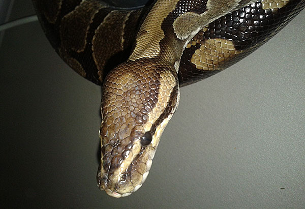 Python este regal și este, de asemenea, acasă, miksage