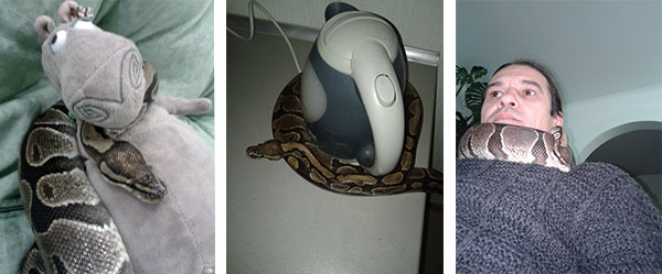 Royal python és ő otthon, miksage